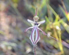 Caladenia roei