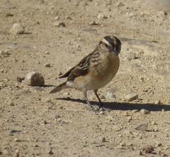 Emberiza capensis cinnamomea