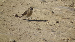 Emberiza capensis cinnamomea