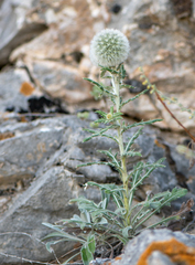 Echinops humilis