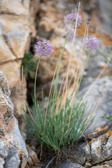 Allium senescens glaucum