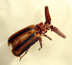 Heteropaussus