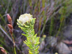 Phylica nigromontana