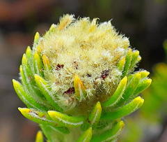 Phylica nigromontana