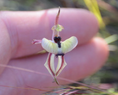 Caladenia roei