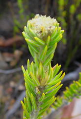 Phylica nigromontana