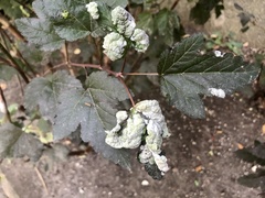 Podosphaera physocarpi