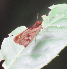 Vettius fantasos