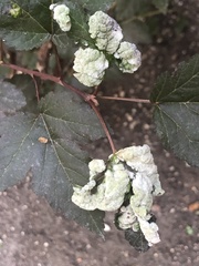 Podosphaera physocarpi