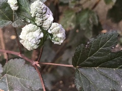 Podosphaera physocarpi