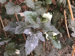 Podosphaera physocarpi