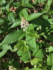 Tiarella austrina