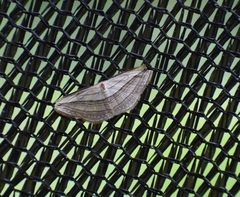 Arcobara tergeminaria