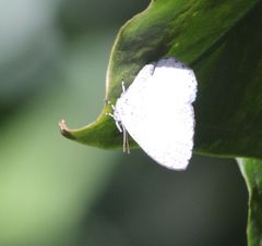 Spalgis lemolea lemolea