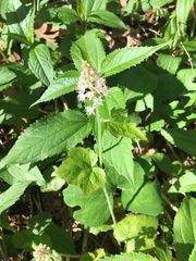 Tiarella austrina