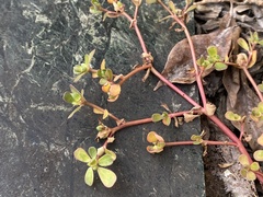 Portulaca oleracea