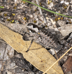 Pachysaga croceopteryx