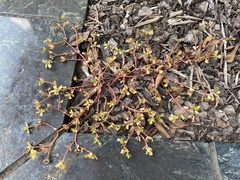 Portulaca oleracea