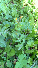 Sonchus oleraceus