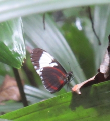 Heliconius cydno