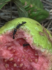 Formicidae