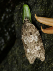 Acleris gloveranus