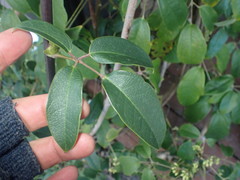 Stauntonia hexaphylla