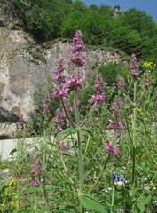 Stachys balansae