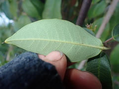 Stauntonia hexaphylla