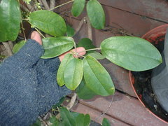 Stauntonia hexaphylla