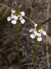 Stylidium junceum