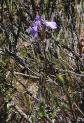 Moraea tripetala tripetala