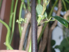 Stauntonia hexaphylla