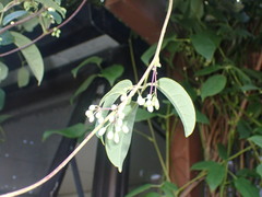 Stauntonia hexaphylla