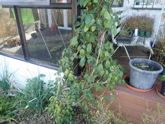 Stauntonia hexaphylla