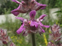 Stachys balansae
