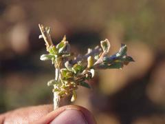 Aizoon schellenbergii