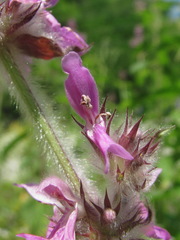 Stachys balansae