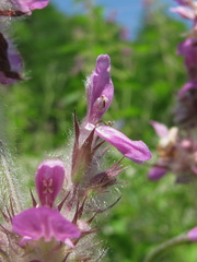 Stachys balansae