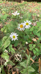 Tripleurospermum inodorum