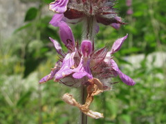 Stachys balansae