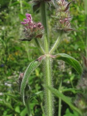 Stachys balansae