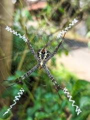 Argiope