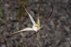 Caladenia microchila