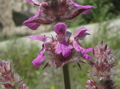 Stachys balansae