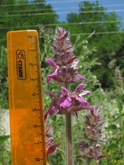 Stachys balansae