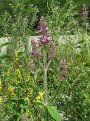 Stachys balansae