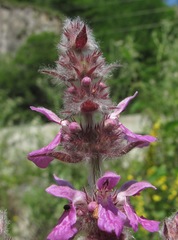 Stachys balansae