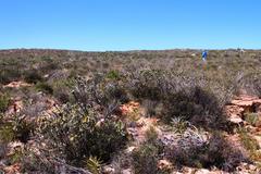 Aspalathus shawii shawii