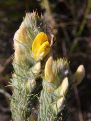 Aspalathus shawii shawii